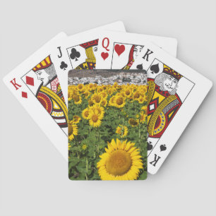 Jeu De Cartes Champs de tournesols, ville de collines blanches d