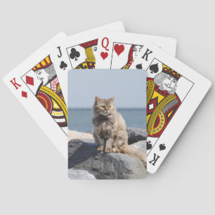 Jeu De Cartes Chat Balayé par le Vent au Bord de la Mer