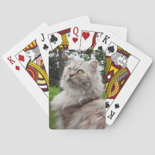 Jeu De Cartes Chat Longhair britannique - Chocolat, Tabby Argent