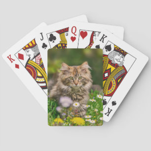 Jeu De Cartes Chat mignon de chaton de ragondin du Maine dans un