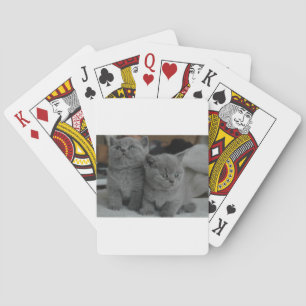 Jeu De Cartes chat mignon de jeune de chaton d'animal familier
