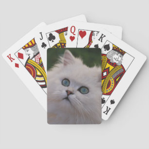 Jeu De Cartes Chaton blanc mignon curieux