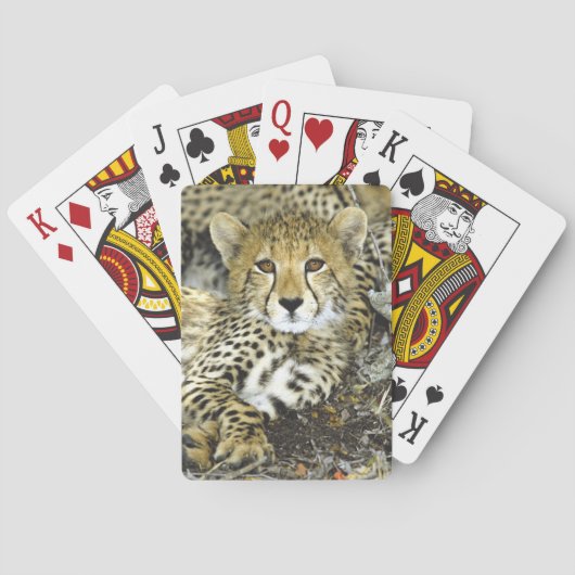 Jeu De Cartes Cheetah Cub 2 (dos)
