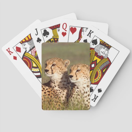 Jeu De Cartes Cheetah Lying (dos)