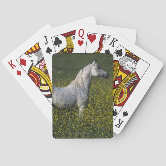 Jeu De Cartes Cheval arabe se tenant en fleurs (dos)