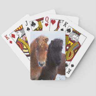 Jeu De Cartes Cheval islandais en hiver en Islande
