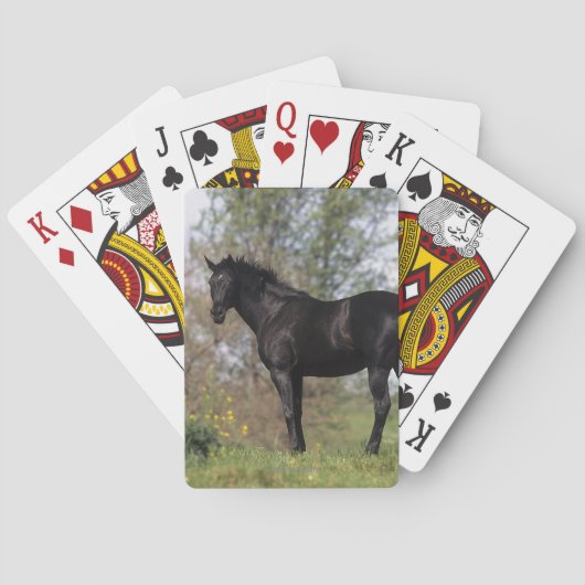 Jeu De Cartes Cheval Pur-Sang Debout (dos)