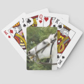 JEU DE CARTES CHEVAUX (dos)