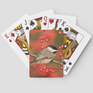 Jeu De Cartes Chickadee de Caroline sur le buisson commun de