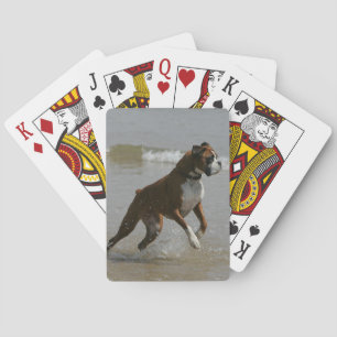 Jeu De Cartes Chien de boîte dans l'eau