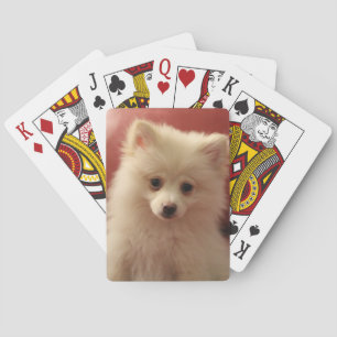 Jeu De Cartes Chien de Poméranie mignon