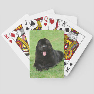 Jeu De Cartes Chien de Terre