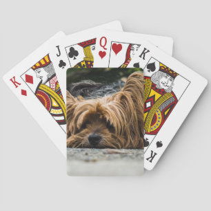 Jeu De Cartes Chien débraillé couché