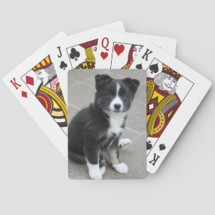 Jeu De Cartes Chien d'Islande