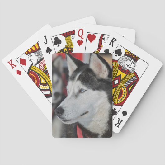 Jeu De Cartes Chien husky avant une course, Canada (dos)