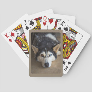 Jeu De Cartes Chien Husky avec oeil bleu et Brown