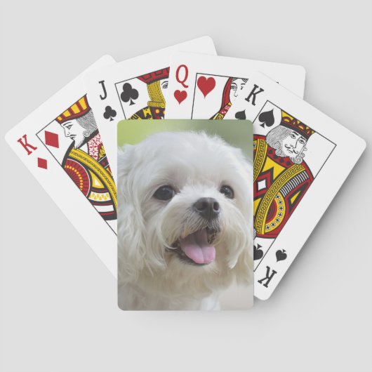 Jeu De Cartes Chien maltais blanc (dos)