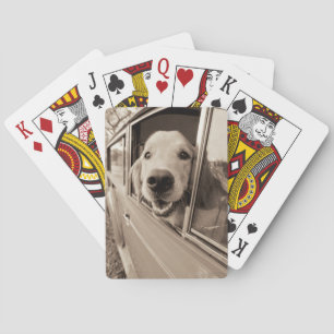 Jeu De Cartes Chien regardant dehors une fenêtre de voiture