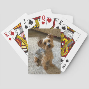 Jeu De Cartes Chien Westie / Yorkie Magnifique pour Fondre Votre