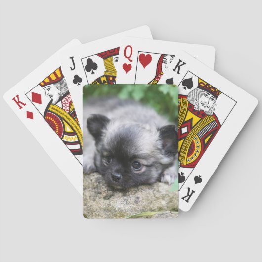 Jeu De Cartes Chihuahua (dos)