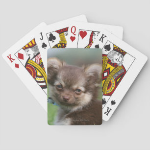 Jeu De Cartes Chihuahua Chiuppy regardant l'appareil photo