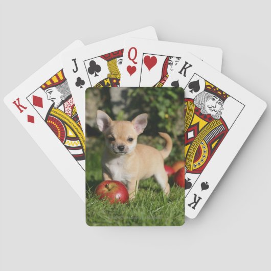 Jeu De Cartes Chihuahua Puppy with Apples (dos)