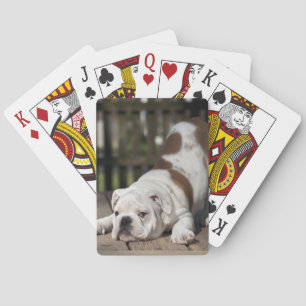 Jeu De Cartes Chiot anglais de bouledogue