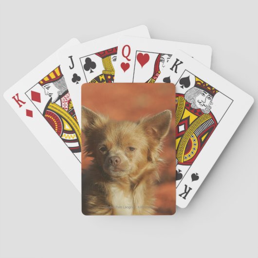 Jeu De Cartes Chiot Chihuahua en gros plan (dos)