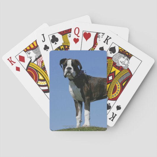 Jeu De Cartes Chiot de boîte vieux de 3 mois (dos)