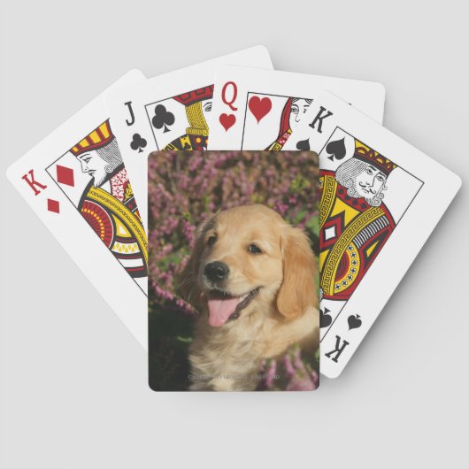 Jeu De Cartes Chiot de rétracteur d'or (dos)