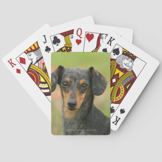 Jeu De Cartes Chiot miniature à poil lisse en regard (dos)