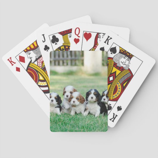 Jeu De Cartes Chiots Cavalier King Charles Spaniel (dos)