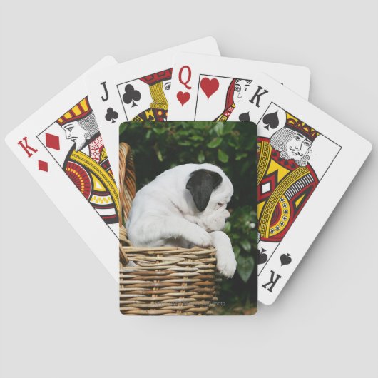 Jeu De Cartes Chiots de boxeur dans le panier (dos)