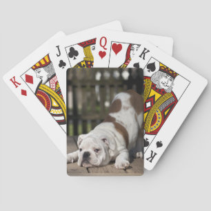 Jeu De Cartes Chippon de Bulldog anglais