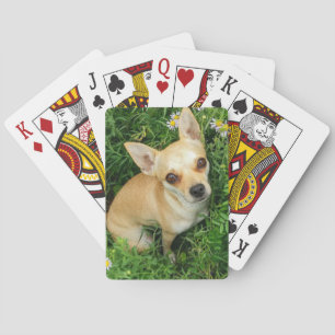 Jeu De Cartes Chiwawa mignon dans le pré d'herbe