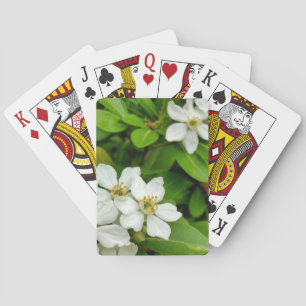 Jeu De Cartes Choisya Ternata