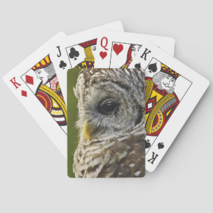 Jeu De Cartes Chouette rayée, Strix varia, Michigan