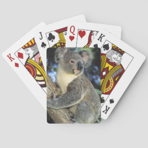 Jeu De Cartes Cinereus de koala, de Phascolarctos), l'Australie,