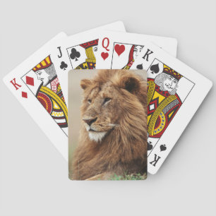 Jeu De Cartes Close-up of male Lion