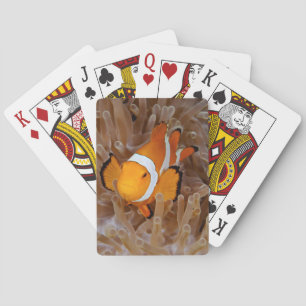 Jeu De Cartes Clownfish - Molokai