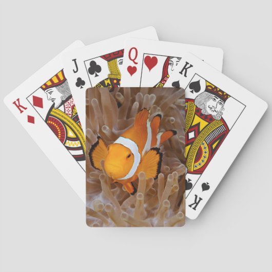 Jeu De Cartes Clownfish - Molokai (dos)
