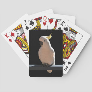 Jeu De Cartes Cockatoo à Sundial Apartments Jouer aux cartes