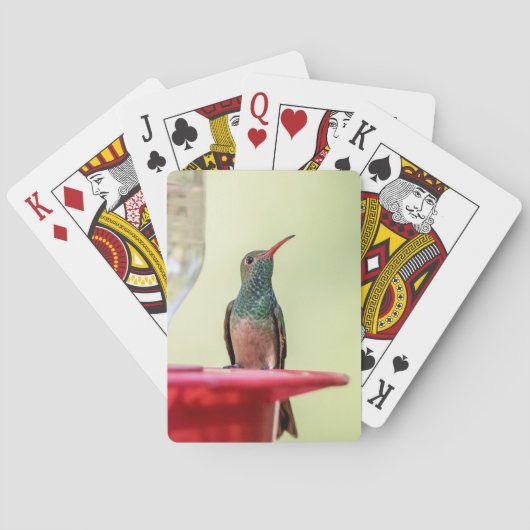 Jeu De Cartes Colibri à ventre cassé au Texas (dos)