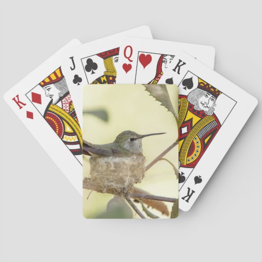 Jeu De Cartes Colibri femelle sur son nid (dos)
