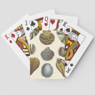Jeu De Cartes Collection Conchology