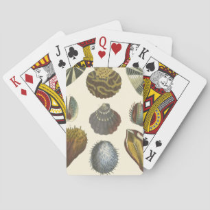 Jeu De Cartes Collection de conchyliologie
