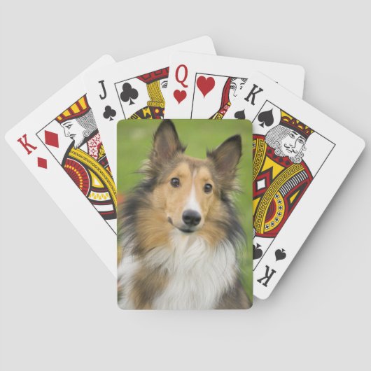 Jeu De Cartes Colley Rough, chien (dos)