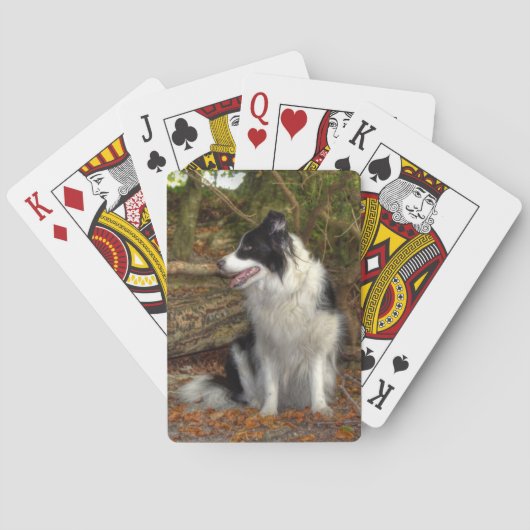 Jeu De Cartes Collie dans les bois (dos)