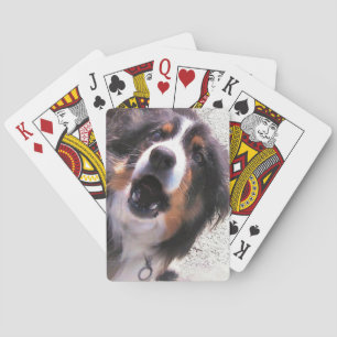JEU DE CARTES COLLIE FRONTALIÈRE