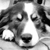 JEU DE CARTES COLLIE FRONTALIÈRE